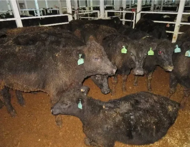 Ban on Live Animal Exports to Remain in Place