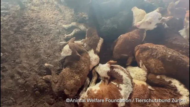 Cruel Cargo: EU Livestock Export Scandal Exposed