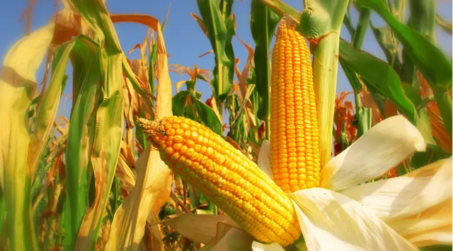 EPA Eases Gas Prices with Ethanol Blends