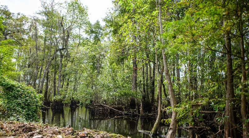 Saving US Forests from Logging