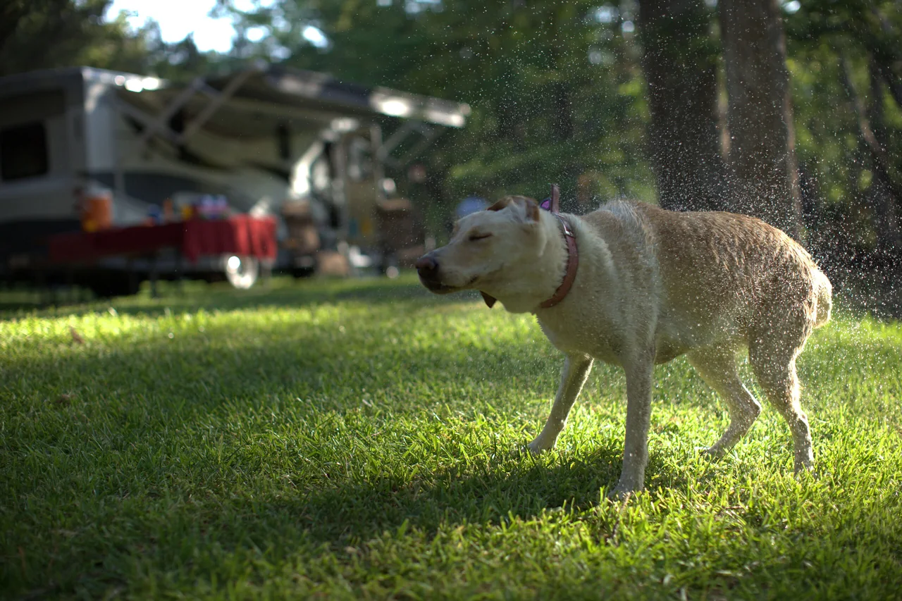 RV Travelers Celebrate National Pet Day with Discounts Galore