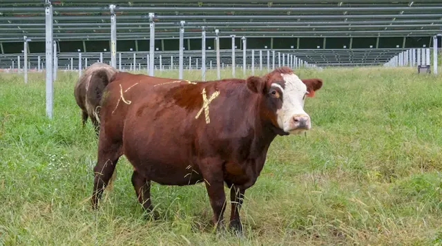 Cattle Join Solar Grazing Movement