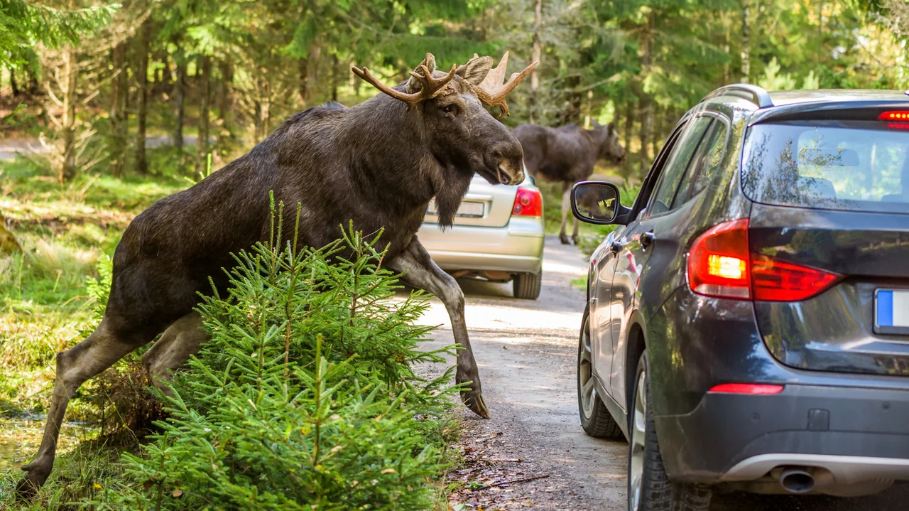 Moose Meat Heist Leaves Car Owner High and Dry