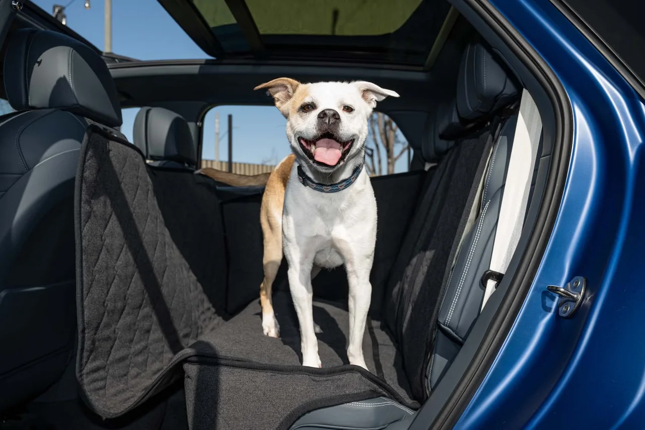 Pampering Pets in Style