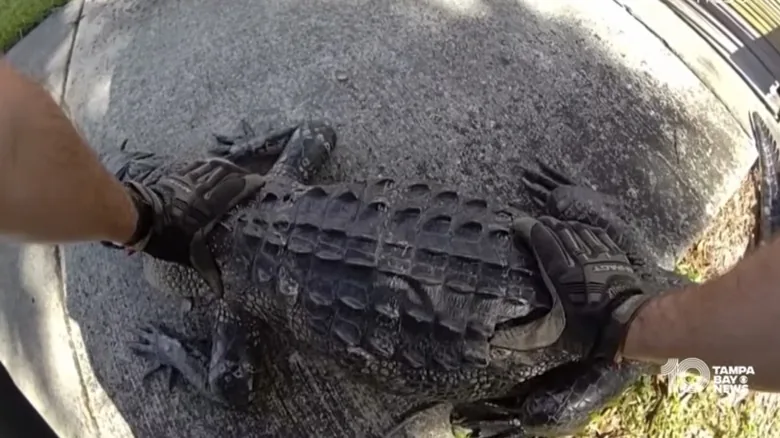 Florida Deputy Thwarts Alligator on Busy Highway - image 2