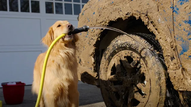 Subaru's Canine Connection