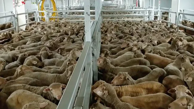 South Africa Bans Live Animal Export by Sea