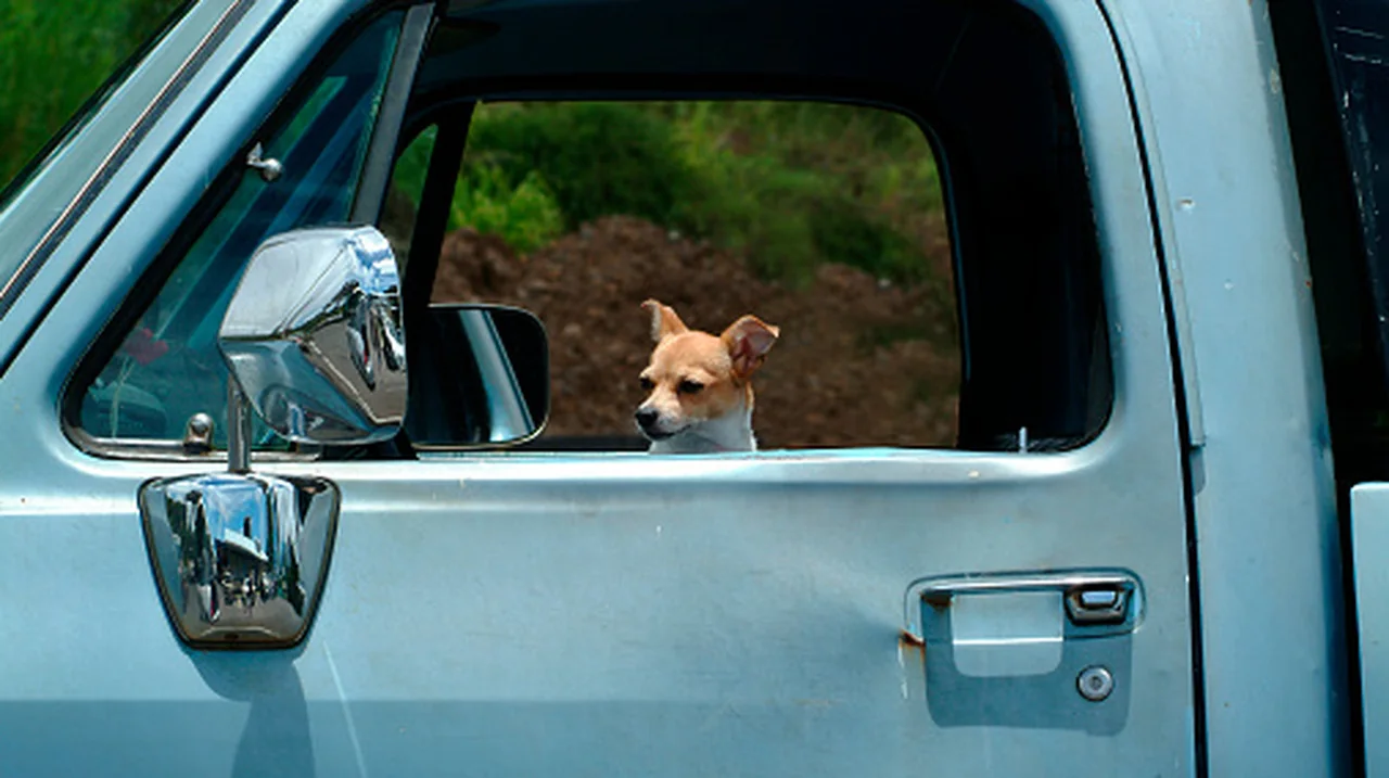 Dog Shoots Woman in Nebraska