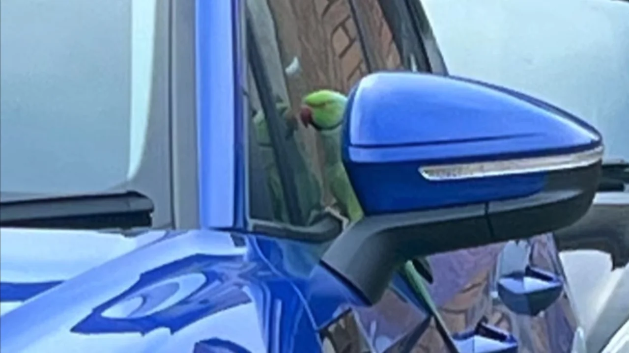 Feral Parakeet Terrorizes Scottish Suburb