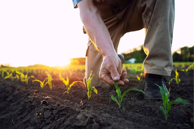 Fertilizer Prices Surge